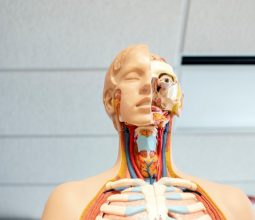 curso de Anatomia